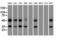 Basigin (Ok Blood Group) antibody, GTX84799, GeneTex, Western Blot image 