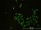CD58 Molecule antibody, H00000965-M01, Novus Biologicals, Immunofluorescence image 