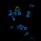 CD1a Molecule antibody, GTX60418, GeneTex, Immunocytochemistry image 