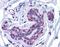 FRAS1 Related Extracellular Matrix 2 antibody, orb94554, Biorbyt, Immunohistochemistry paraffin image 