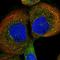 VHL Binding Protein 1 antibody, NBP1-80922, Novus Biologicals, Immunofluorescence image 