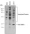 Small Ubiquitin Like Modifier 1 antibody, AF3289, R&D Systems, Western Blot image 