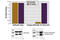 Mitogen-Activated Protein Kinase 8 antibody, 7325S, Cell Signaling Technology, Enzyme Linked Immunosorbent Assay image 