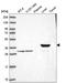 Hydroxyacid oxidase 1 antibody, NBP2-14080, Novus Biologicals, Western Blot image 