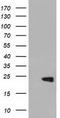 Phosphatidylethanolamine Binding Protein 1 antibody, CF501616, Origene, Western Blot image 