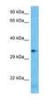 Olfactory Receptor Family 2 Subfamily H Member 1 antibody, orb326311, Biorbyt, Western Blot image 