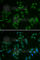 Tumor Protein P63 antibody, A2137, ABclonal Technology, Immunofluorescence image 