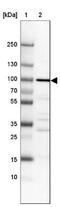 WD Repeat Domain 59 antibody, NBP1-82305, Novus Biologicals, Western Blot image 