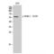 CD226 Molecule antibody, LS-C381503, Lifespan Biosciences, Western Blot image 