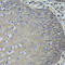 Angiotensin I Converting Enzyme antibody, 23-091, ProSci, Immunohistochemistry frozen image 