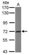 Myoneurin antibody, GTX116617, GeneTex, Western Blot image 