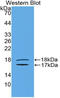 Inhibin Subunit Beta E antibody, LS-C298717, Lifespan Biosciences, Western Blot image 