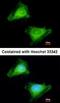 Guanylate Binding Protein 3 antibody, orb73794, Biorbyt, Immunocytochemistry image 