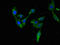 Transcription Factor EB antibody, CSB-PA023429EA01HU, Cusabio, Immunofluorescence image 