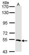 Misato Mitochondrial Distribution And Morphology Regulator 1 antibody, PA5-21641, Invitrogen Antibodies, Western Blot image 