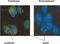 Firefly Luciferase antibody, NB600-307, Novus Biologicals, Immunohistochemistry frozen image 