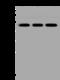 Basic Leucine Zipper Nuclear Factor 1 antibody, 200191-T32, Sino Biological, Western Blot image 