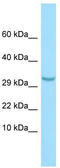 C1q And TNF Related 3 antibody, TA337734, Origene, Western Blot image 