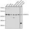 DNA Methyltransferase 3 Like antibody, 15-092, ProSci, Western Blot image 