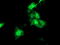 HSPA (Hsp70) Binding Protein 1 antibody, TA503412, Origene, Immunofluorescence image 