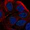 Target of EGR1 protein 1 antibody, HPA069119, Atlas Antibodies, Immunofluorescence image 