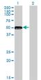 Zinc Finger Protein 71 antibody, MA5-22424, Invitrogen Antibodies, Western Blot image 