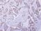 Carbonyl Reductase 4 antibody, NBP2-15734, Novus Biologicals, Immunohistochemistry frozen image 