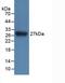Interleukin 17 Receptor C antibody, LS-C294856, Lifespan Biosciences, Western Blot image 