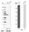 Glucose-6-Phosphate Dehydrogenase antibody, HPA000247, Atlas Antibodies, Western Blot image 