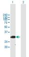 Serine And Arginine Rich Splicing Factor 1 antibody, H00006426-B01P, Novus Biologicals, Western Blot image 