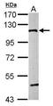Catenin Alpha 1 antibody, GTX111168, GeneTex, Western Blot image 