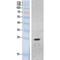 High Mobility Group Box 1 antibody, LS-C387271, Lifespan Biosciences, Western Blot image 