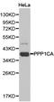 Protein Phosphatase 1 Catalytic Subunit Alpha antibody, LS-C192871, Lifespan Biosciences, Western Blot image 