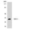 Syndecan 1 antibody, LS-C200648, Lifespan Biosciences, Western Blot image 