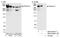 FLNA antibody, NB100-58813, Novus Biologicals, Western Blot image 