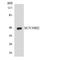 Suppressor Of Variegation 3-9 Homolog 2 antibody, LS-C200737, Lifespan Biosciences, Western Blot image 