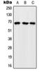 Rap Guanine Nucleotide Exchange Factor 5 antibody, orb214929, Biorbyt, Western Blot image 