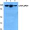 Rho GTPase Activating Protein 30 antibody, PA5-75802, Invitrogen Antibodies, Western Blot image 