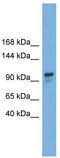 Glucosidase II Alpha Subunit antibody, TA333374, Origene, Western Blot image 