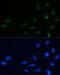 Nucleophosmin 1 antibody, 18-178, ProSci, Immunofluorescence image 