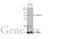 Cyclin D1 antibody, GTX108624, GeneTex, Western Blot image 