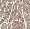 Myoglobin antibody, FNab05515, FineTest, Immunohistochemistry frozen image 