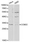 Cyclin D2 antibody, abx001471, Abbexa, Western Blot image 