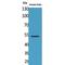 Carboxypeptidase E antibody, LS-C386928, Lifespan Biosciences, Western Blot image 