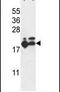 Ribosomal Protein L17 antibody, PA5-26889, Invitrogen Antibodies, Western Blot image 