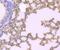 Gelsolin antibody, NBP2-75503, Novus Biologicals, Immunohistochemistry paraffin image 