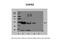 COP9 Signalosome Subunit 2 antibody, 28-027, ProSci, Western Blot image 