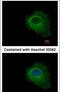 Purine Nucleoside Phosphorylase antibody, PA5-30925, Invitrogen Antibodies, Immunofluorescence image 