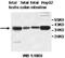 3-oxo-5-beta-steroid 4-dehydrogenase antibody, MBS415597, MyBioSource, Western Blot image 