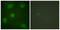 Transforming Growth Factor Beta 1 Induced Transcript 1 antibody, LS-C199056, Lifespan Biosciences, Immunofluorescence image 